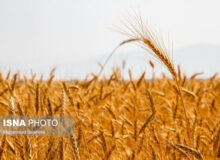 چهارمحال وبختیاری؛ موفق‌ترین استان در اجرای طرح جهش تولید در دیم‌زارها