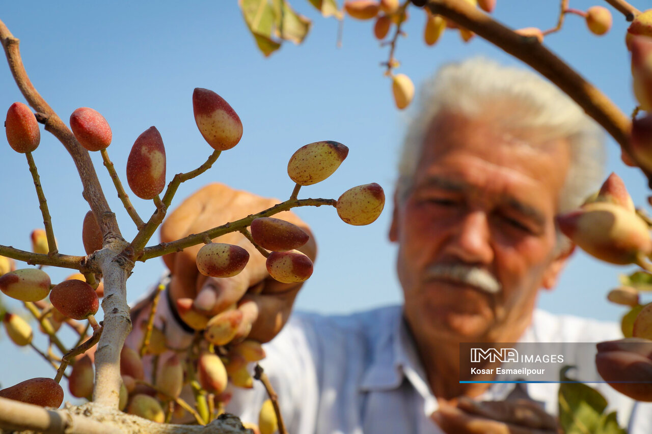 برداشت پسته در آذرشهر تبریز