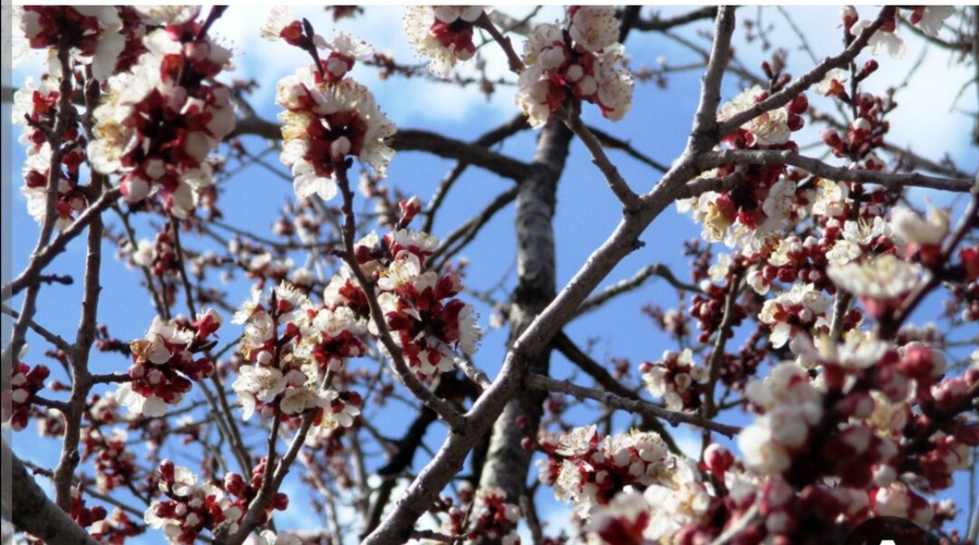 خسارت میلیاردی سرمازدگی در همدان