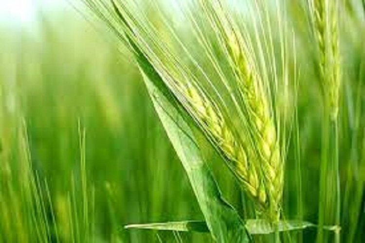 پیش بینی تولید ۲۰۰ هزار تن گندم طی سال زراعی جاری در خراسان شمالی