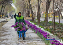 گلکاری شهر اصفهان در آستانه بهار