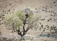 صدای پای بهار در باغ‌بهادران