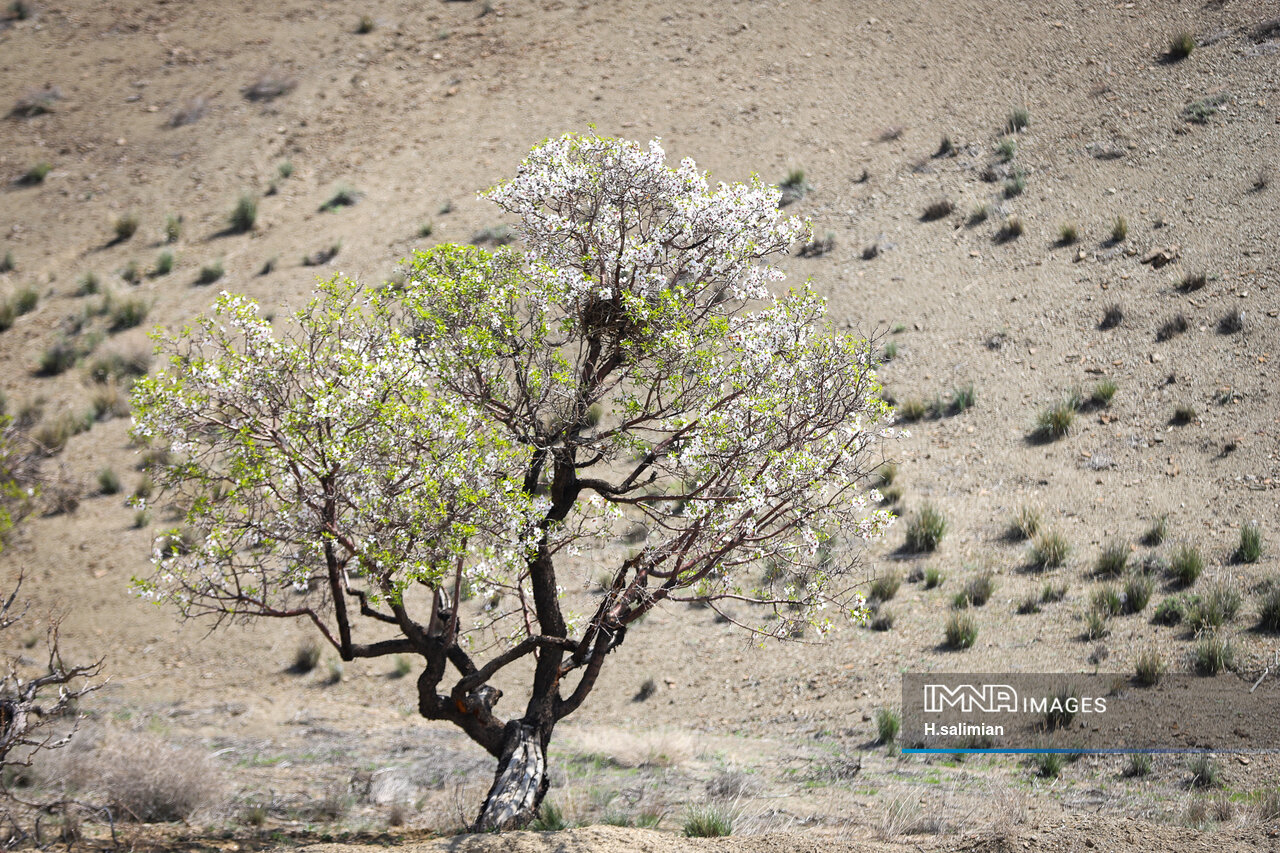 صدای پای بهار در باغ‌بهادران