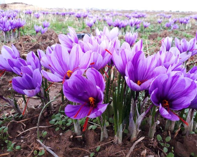 سال گذشته صادرات از گمرک استان همدان با رشد بی سابقه ۲۰۰ درصدی همراه بوده است