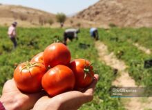 جامعیت هوش‌ مصنوعی در کشاورزی باعث افزایش اعتماد شده است