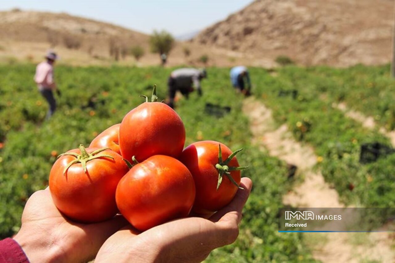 جامعیت هوش‌ مصنوعی در کشاورزی باعث افزایش اعتماد شده است