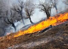 احتمال بروز آتش‌سوزی در مراتع و جنگل‌های مازندران