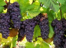 برگزاری رویداد گردشگری «انگور» در روستای «پرفسور بالتازار»
