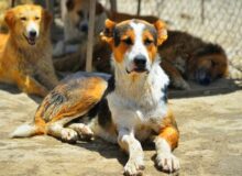 داستان ناتمام جمع‌آوری سگ‌های ولگرد؛ این بار در سنندج