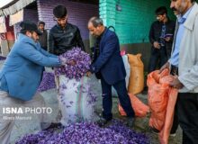 راه اندازی بازارچه خرید گل زعفران در فاروج