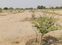احداث ۴ هکتار باغ الگویی کنار پیوندی در شهرستان زرآباد