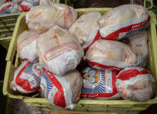 تولید ۸۵ هزار تن مرغ در قزوین تا پایان سال جاری