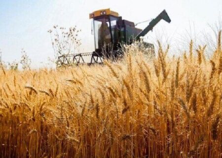 افق ۲۳۰ هزار تنی تولید گندم تا شهریور از مزارع اصفهان