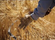 اجرای طرح خرید گندم کیفی در قزوین