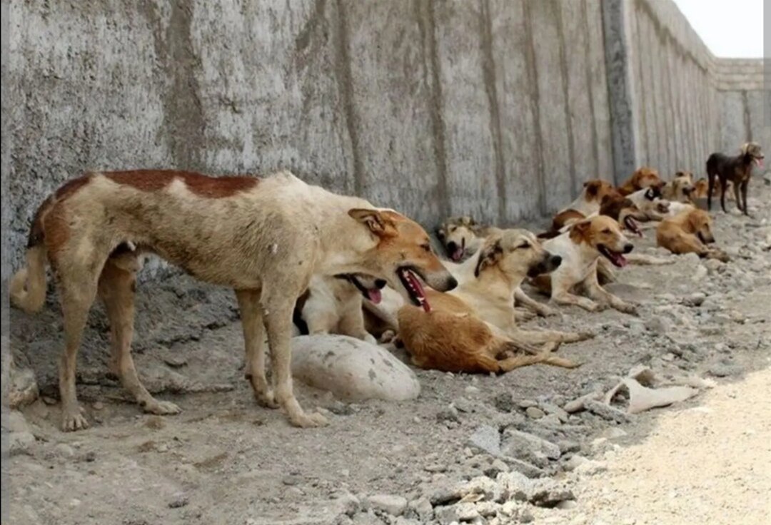 دستور قضایی برای جمع آوری سگهای ولگرد در همدان