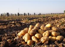 صادرات سیب‌زمینی محدود می‌شود – خبرآنلاین