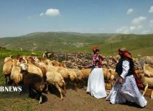 تامین ۳۵ درصد گوشت قرمز آذربایجان شرقی به همّت عشایر