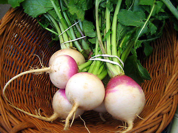 بررسی خواص شلغم از منظر طب سنتی ایرانی