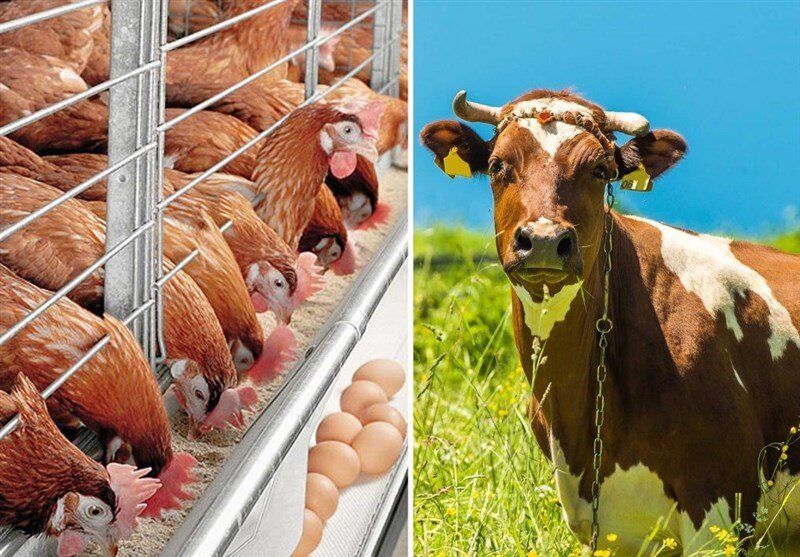 بررسی نحوه تامین نهادههای دامی و سبد کالا با حضور وزیر جهاد کشاورزی