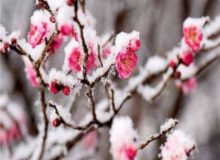 گرمای کم‌سابقه هوا، در یکی از سردترین استان‌های کشور!
