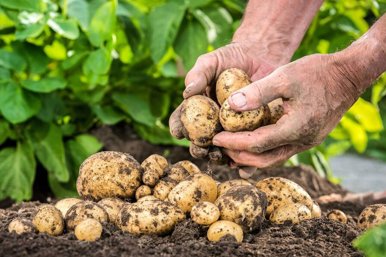 صادرات سیبزمینی؛ فرصتی راهبردی در آستانه تحقق با مدیریت هوشمند زنجیره تأمین