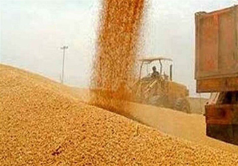 واریز تدریجی ۱۱۰ همت دیگر به گندمکاران از امروز تا ۲۵ مرداد
