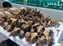 ماجرای کشف ۴۱ جمجمه آهو از چاه آب چه بود؟