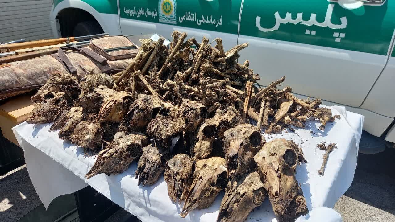 ماجرای کشف ۴۱ جمجمه آهو از چاه آب چه بود؟