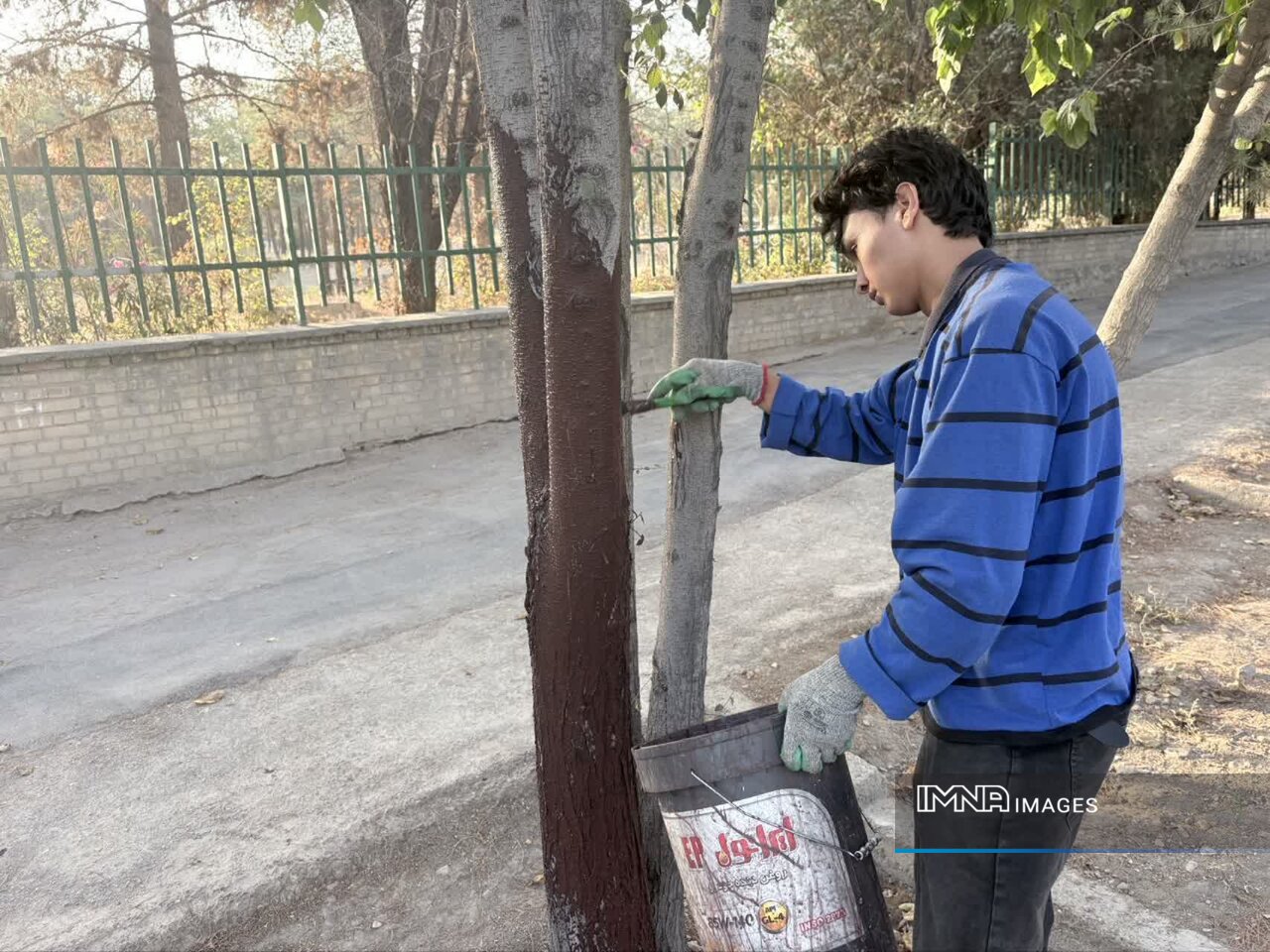 پایش ۱۲۲ هزار درخت در پارک کوهستانی صفه برای کنترل آفات