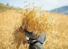 حساب کشاورزان شارژ شد – ایمنا